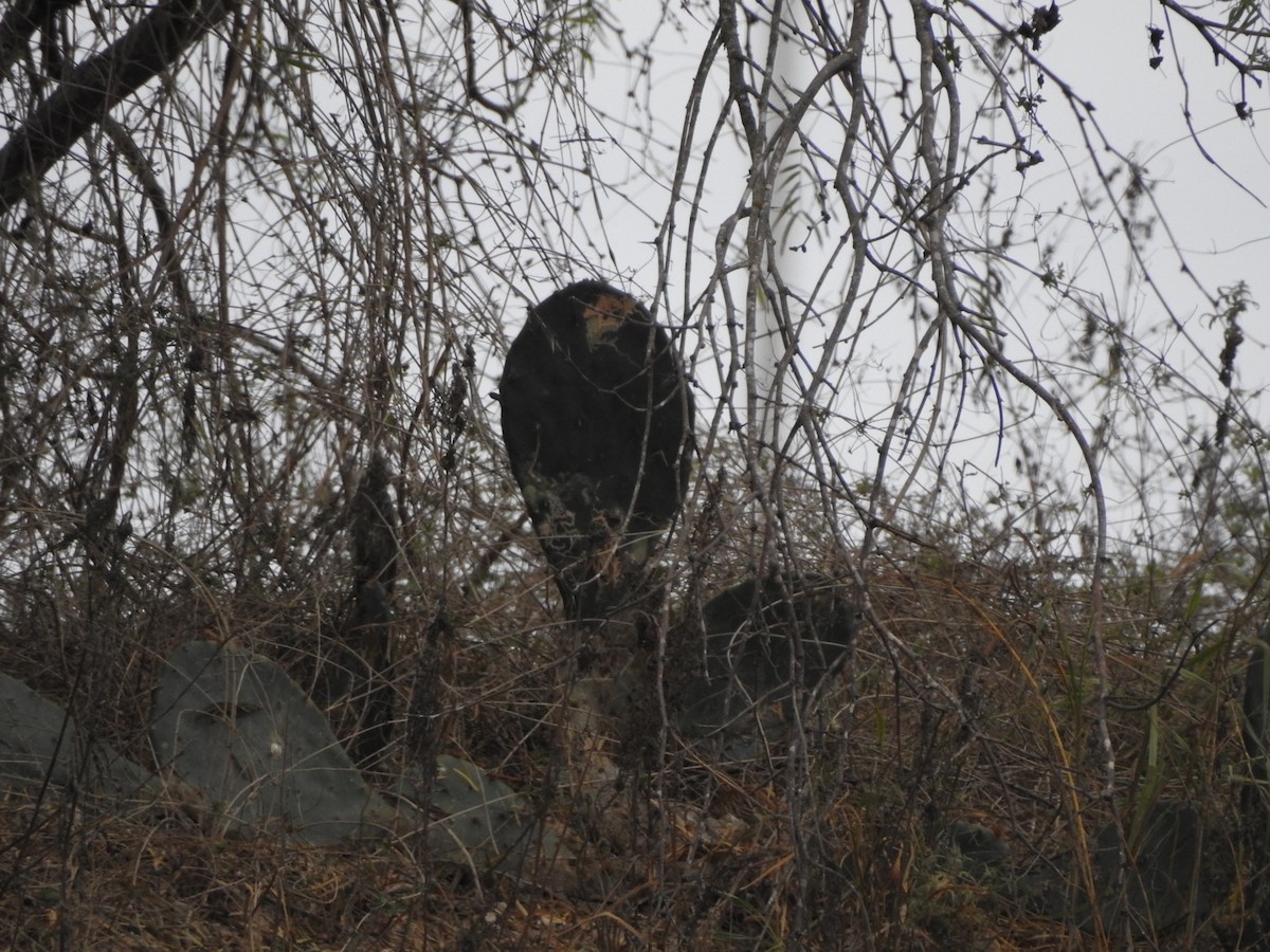 Zone-tailed Hawk - ML395874241