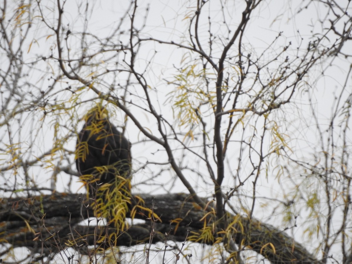 Zone-tailed Hawk - ML395874261