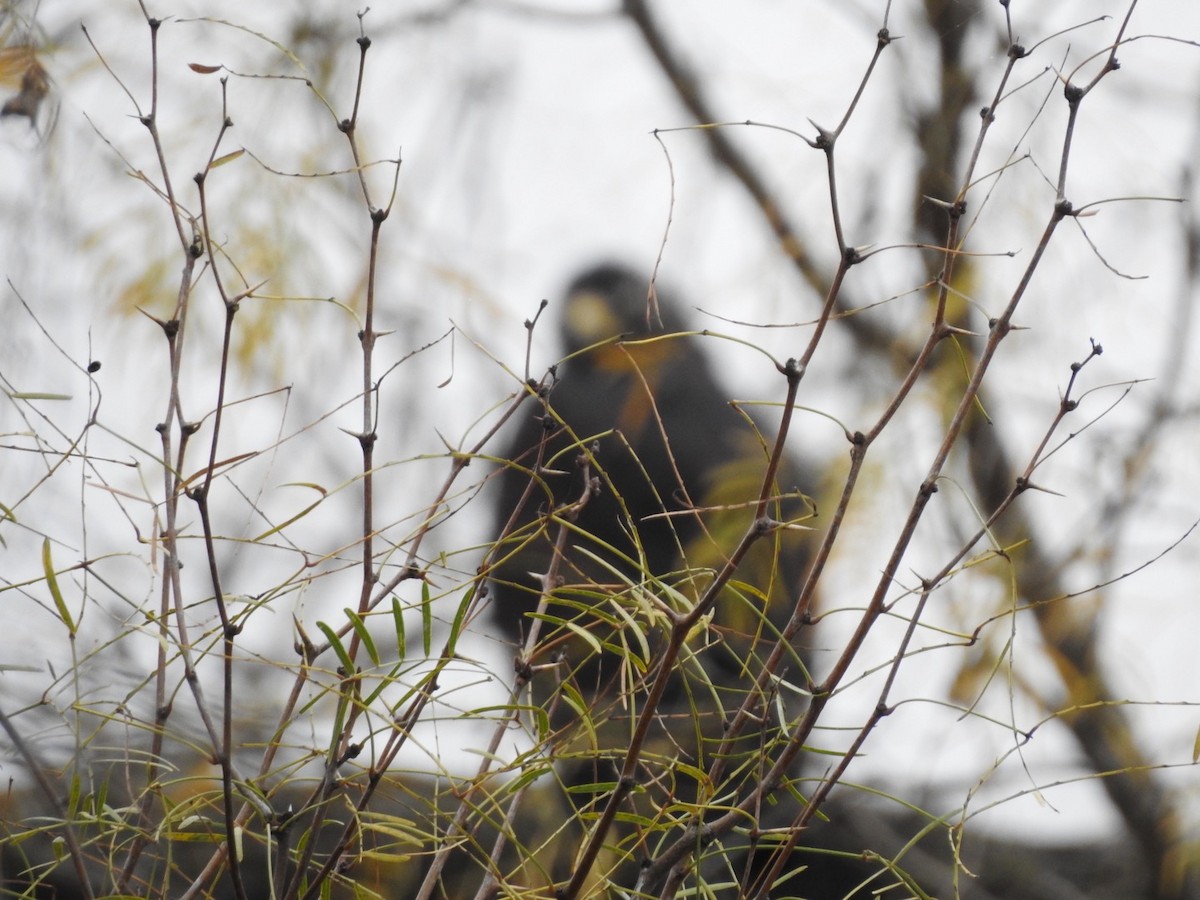 Zone-tailed Hawk - ML395874271