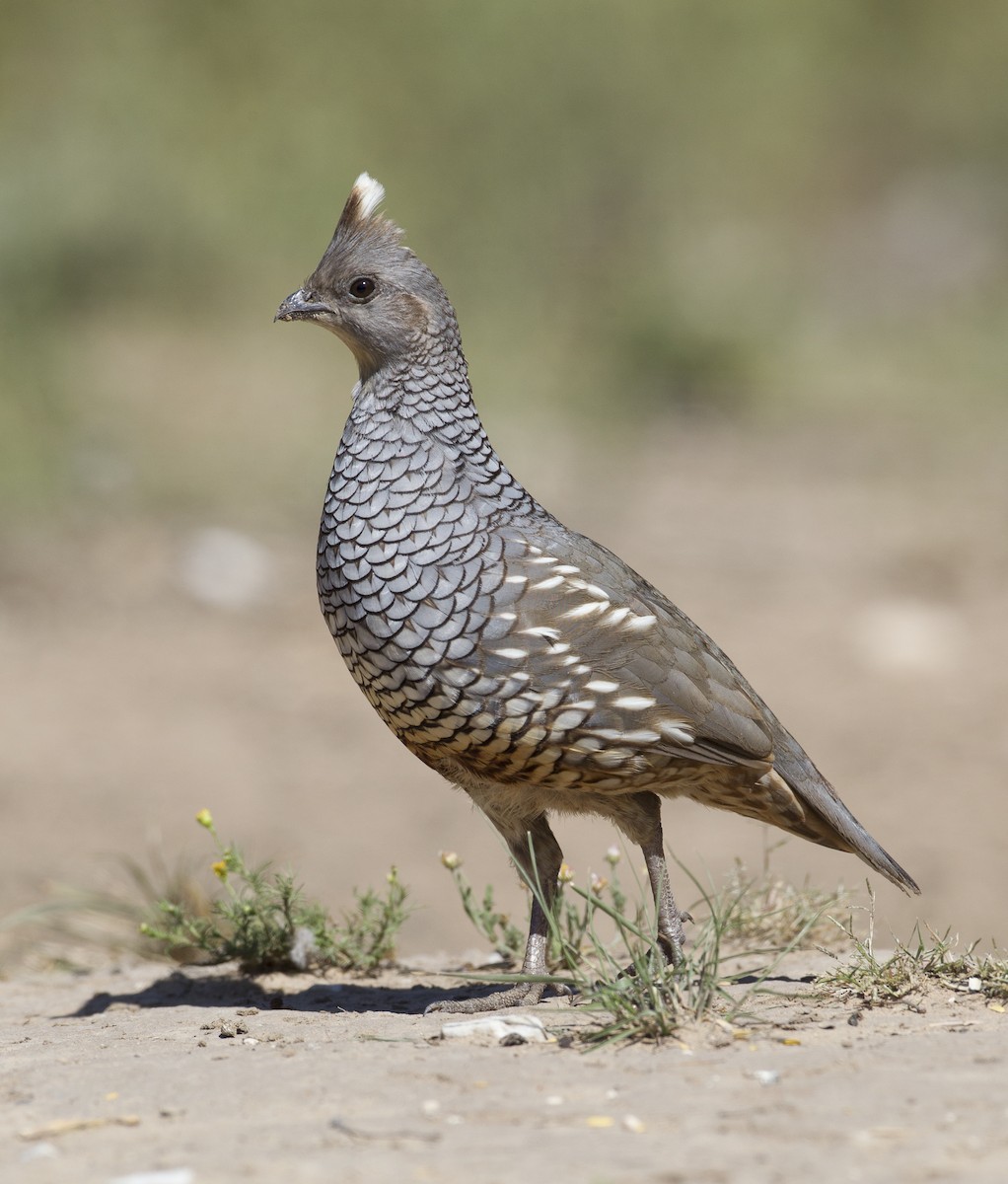 Scaled Quail - ML39587551