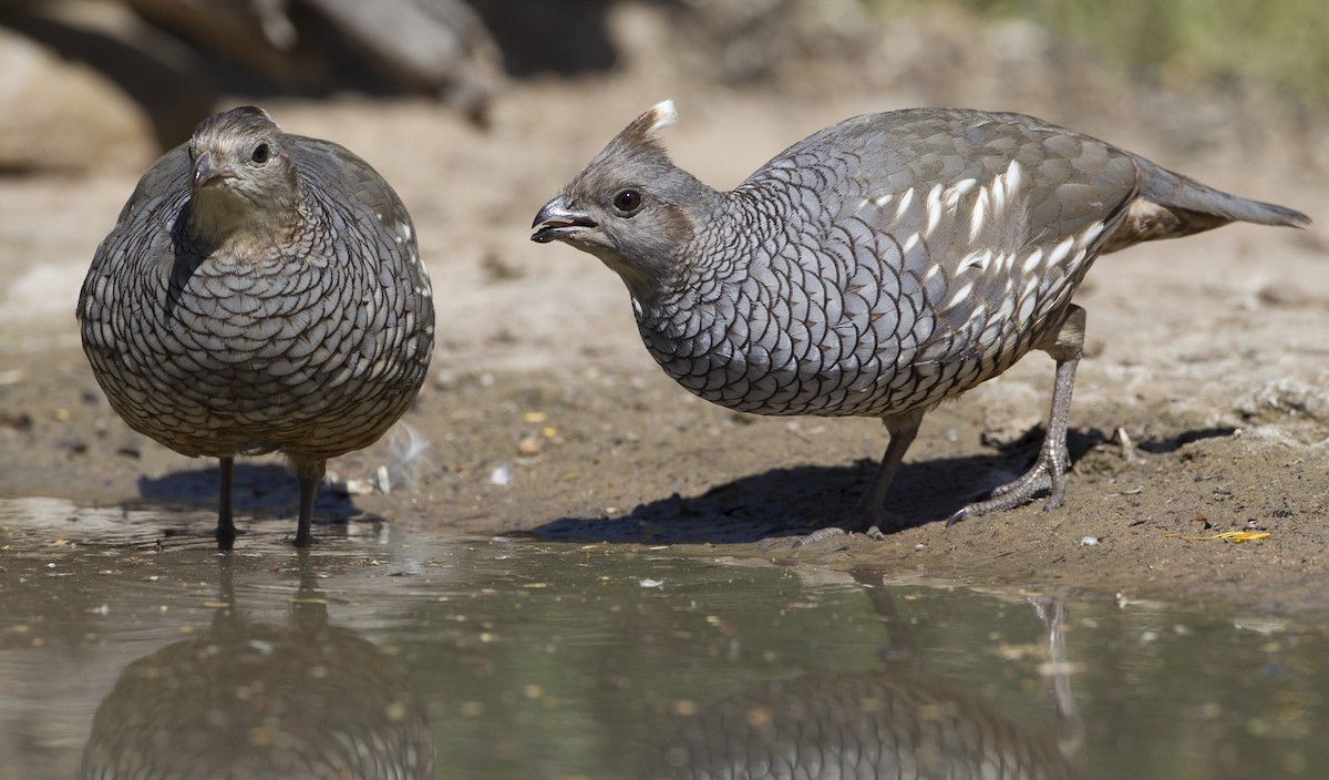 Scaled Quail - ML39587571