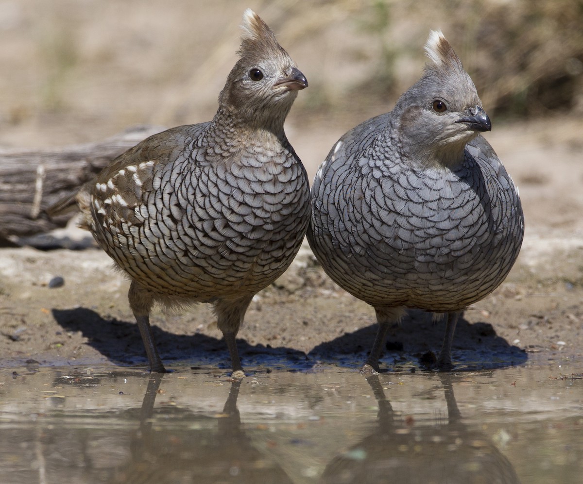 Scaled Quail - Jeffrey Moore