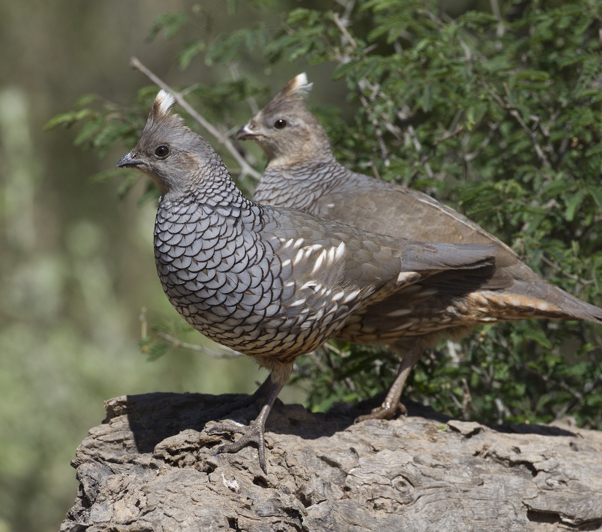 Scaled Quail - ML39587611