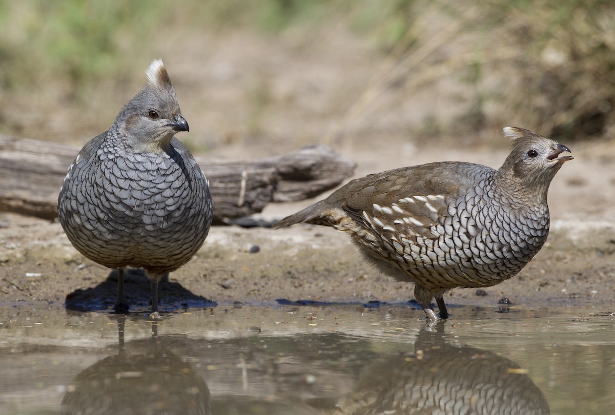 Scaled Quail - ML39587621