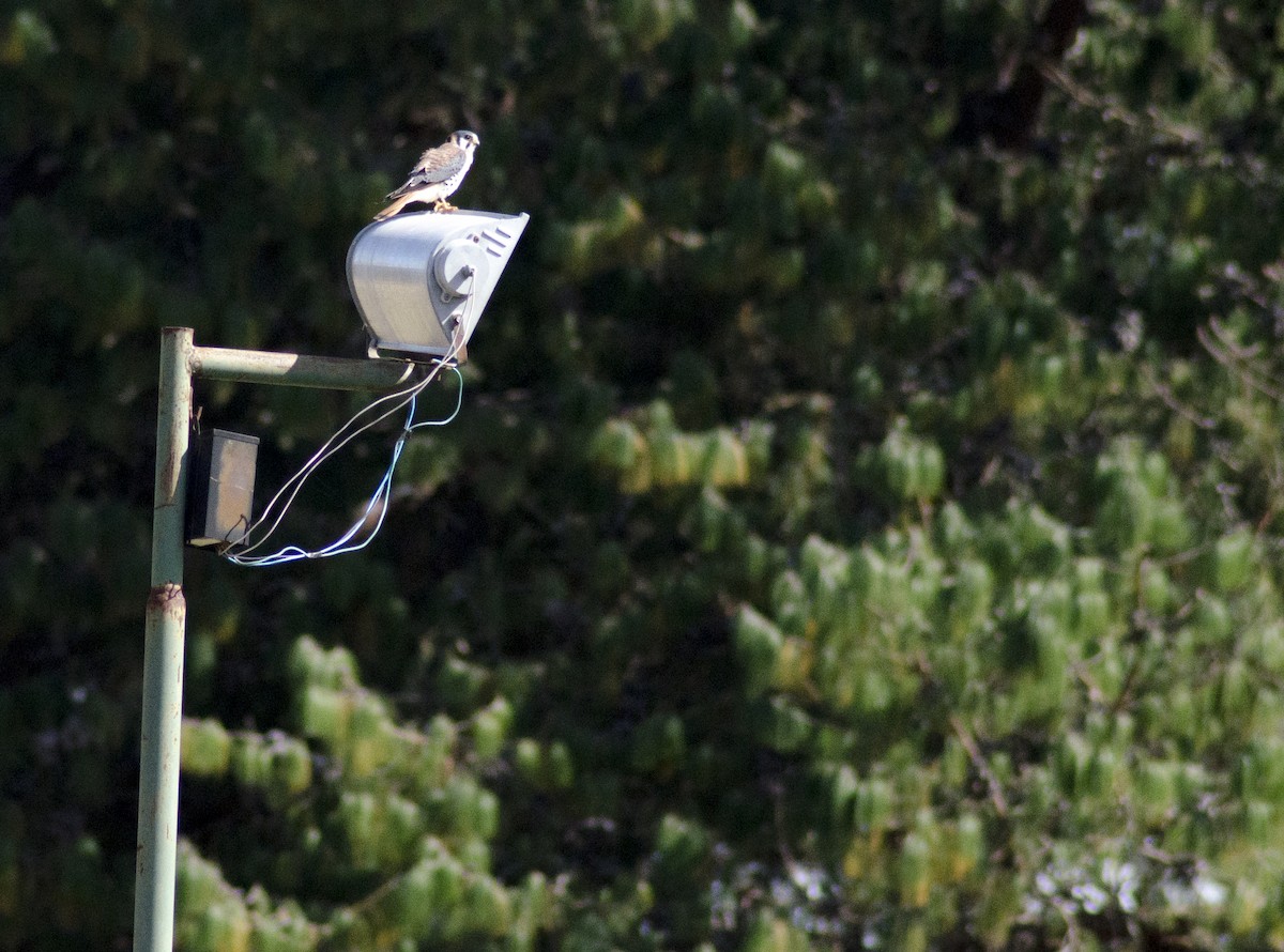 American Kestrel - ML395876591