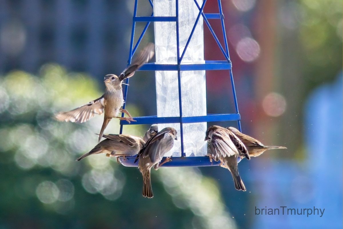 House Sparrow - Brian Murphy