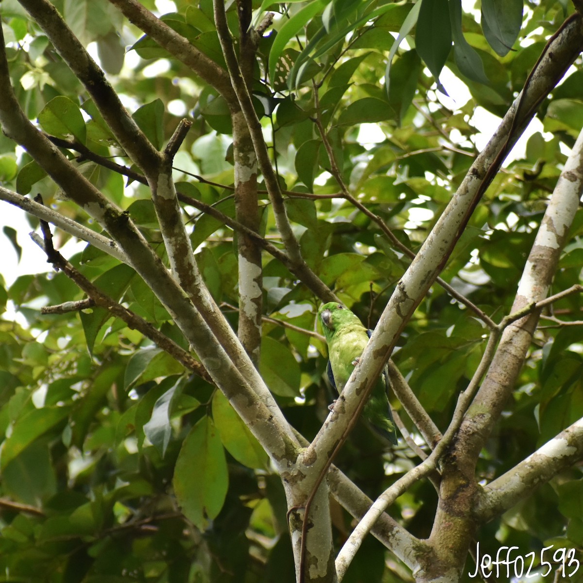 Dusky-billed Parrotlet (Dusky-billed) - ML395877331