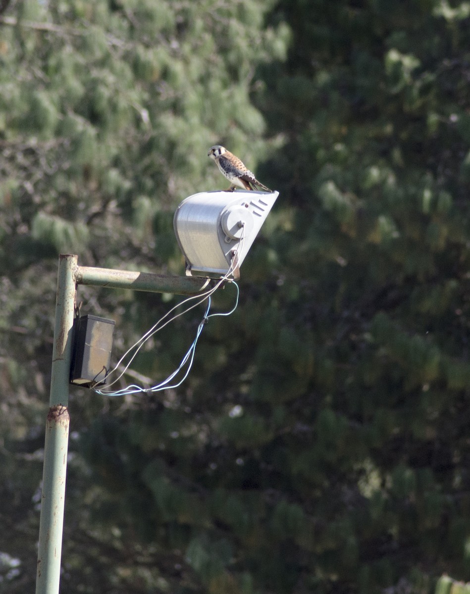 American Kestrel - ML395877931