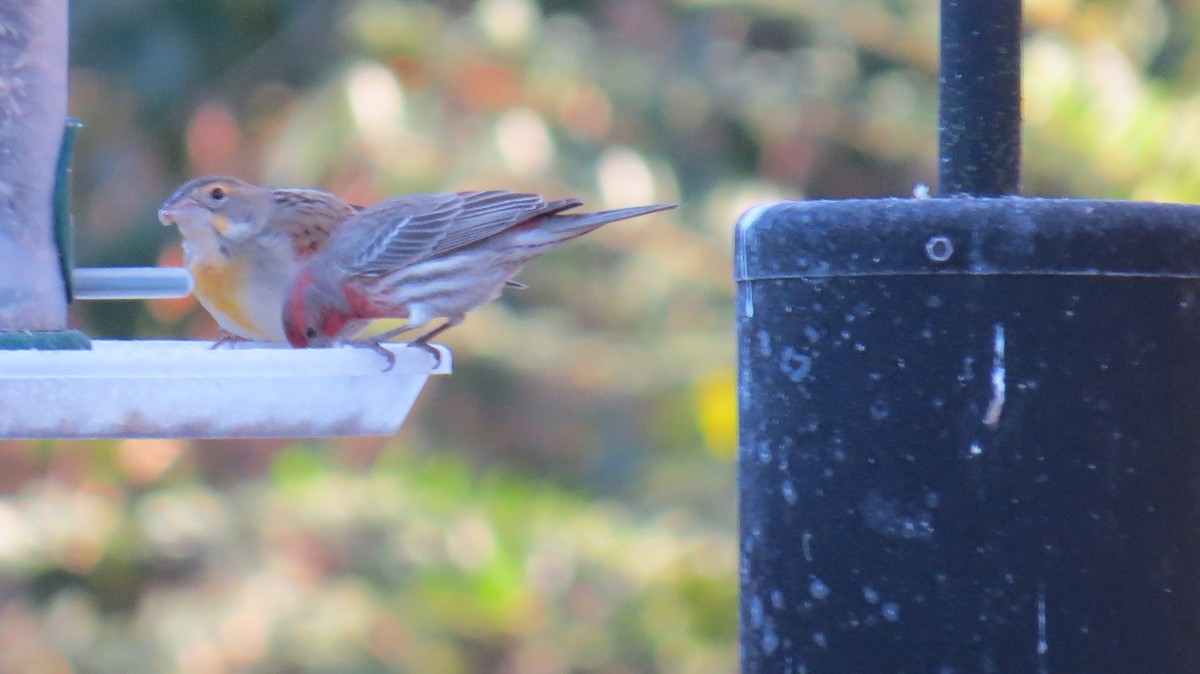 Dickcissel - ML395877941