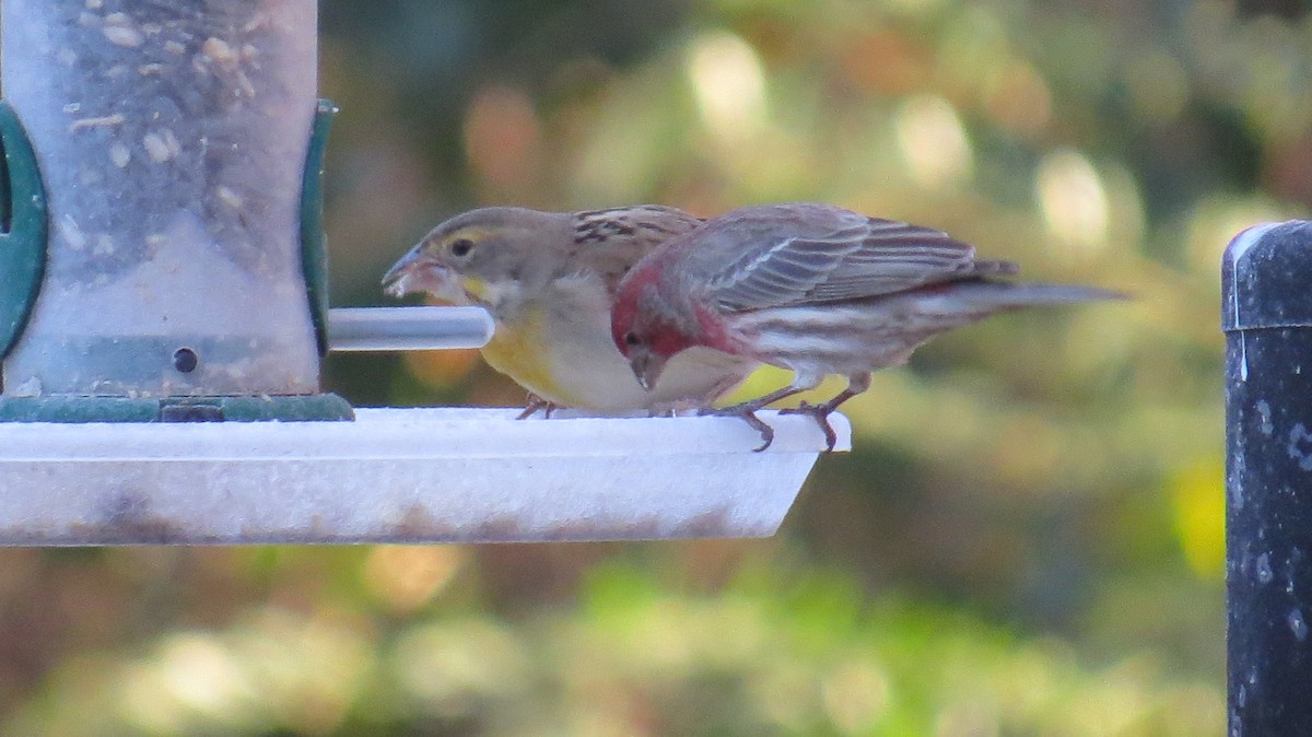 Dickcissel - ML395877951