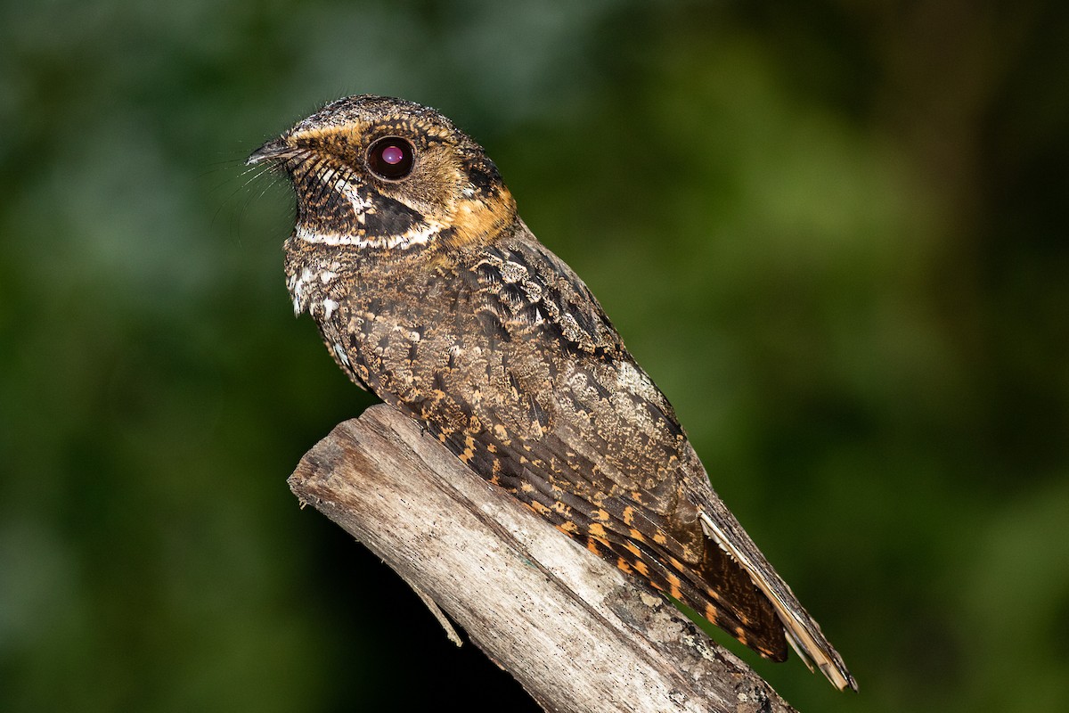 Yucatan Nightjar - ML395878281