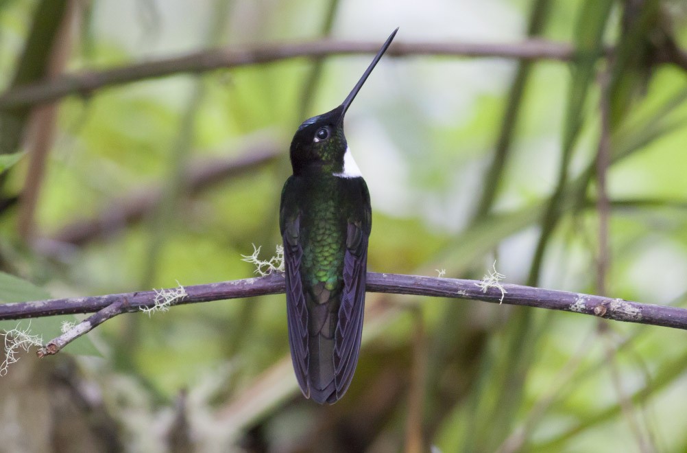 Collared Inca (Collared) - ML39587941