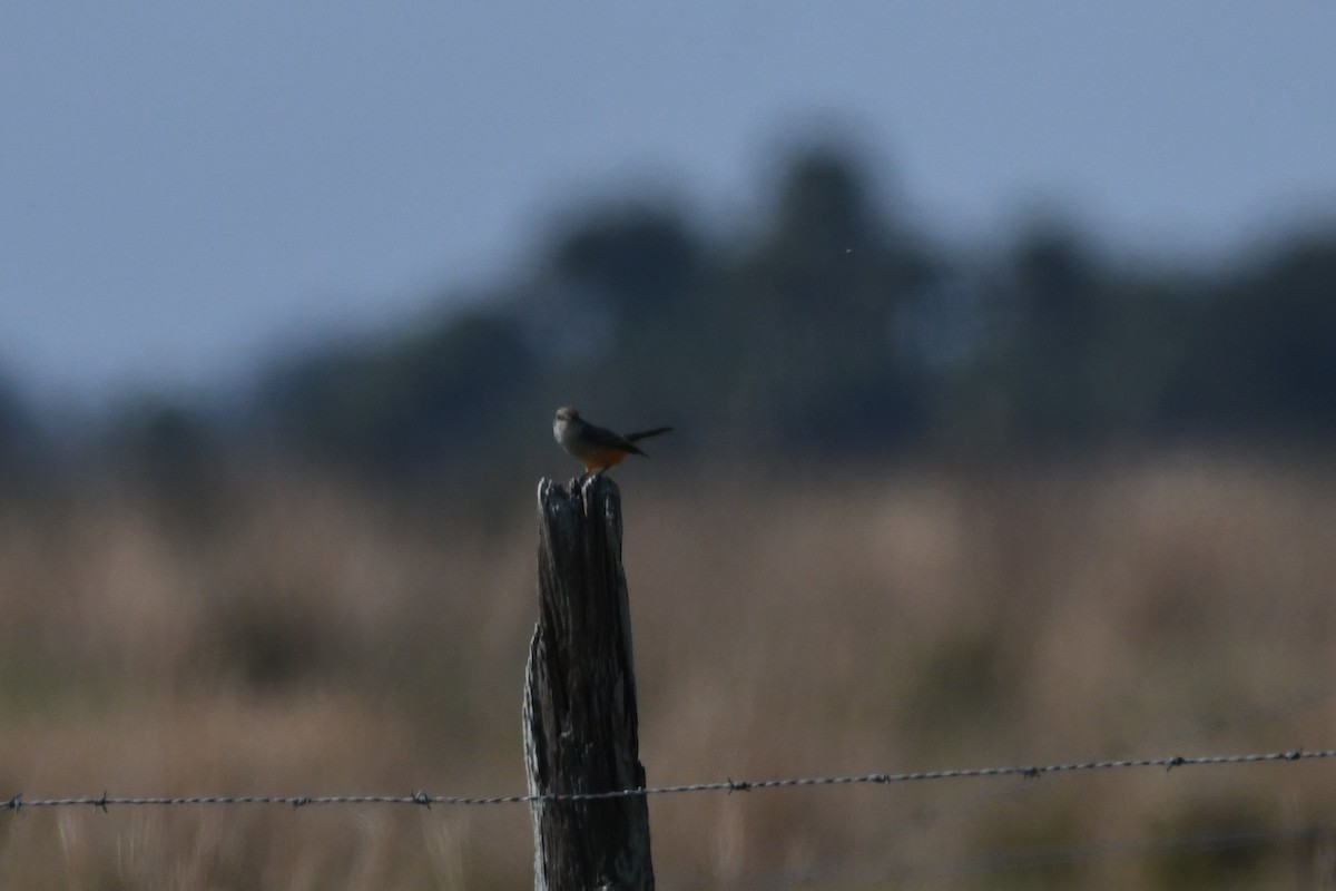 Vermilion Flycatcher - Clay Bliznick