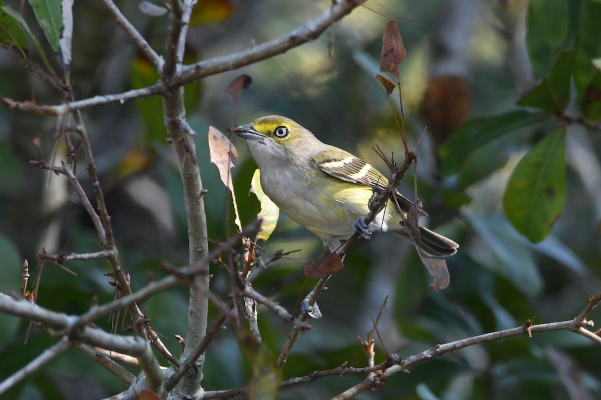 Ak Gözlü Vireo - ML395879521