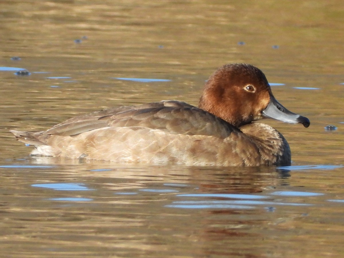 Redhead - ML395881481