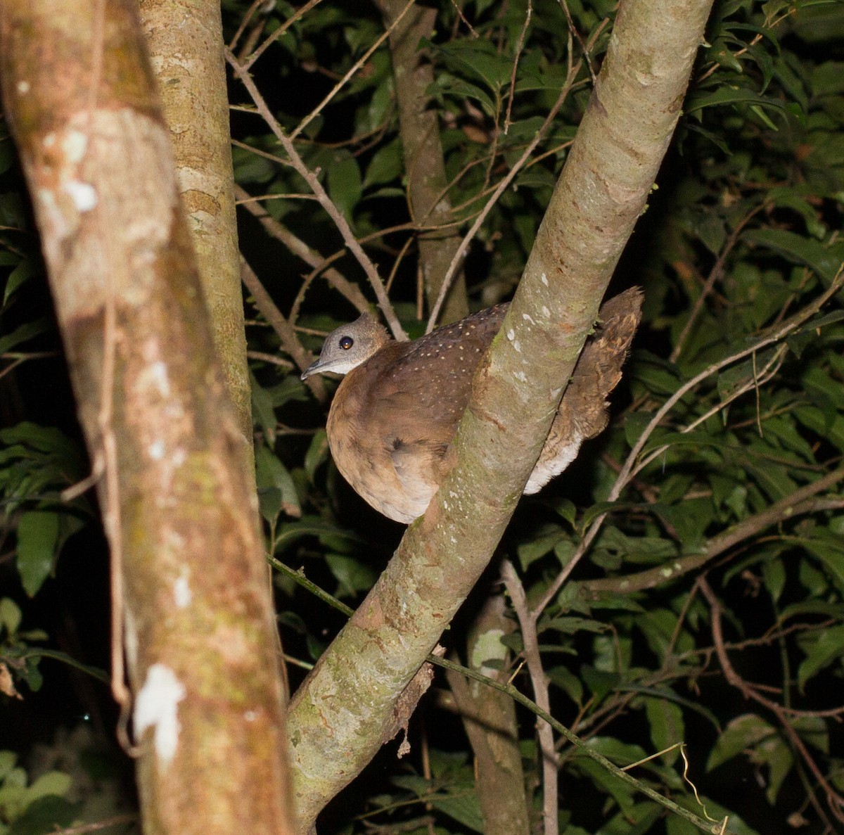 White-throated Tinamou - ML39588181