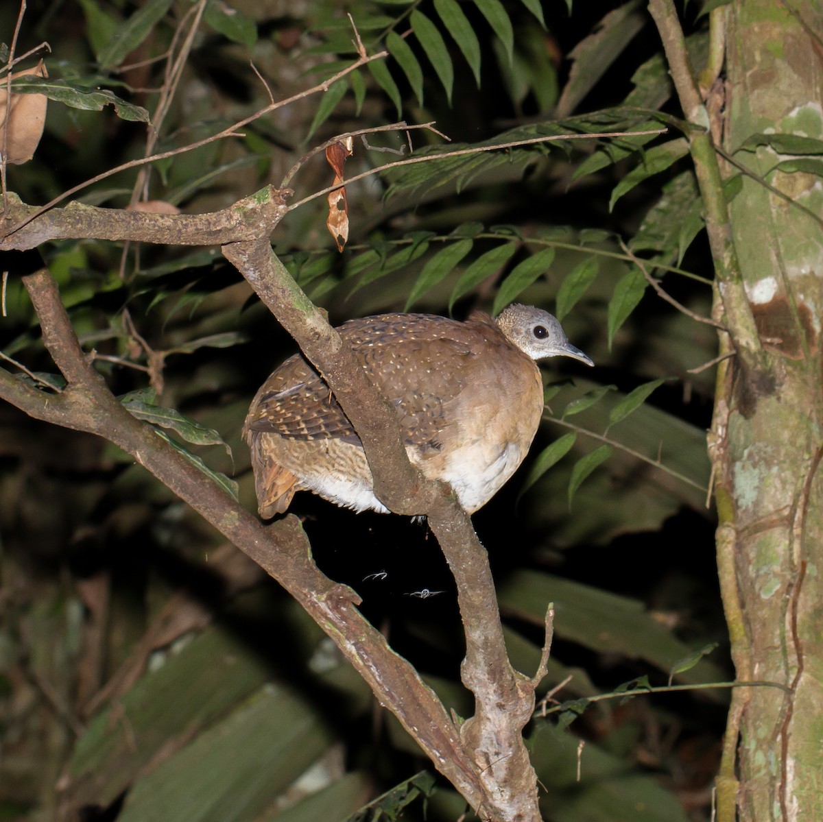 Tinamou à gorge blanche - ML39588191