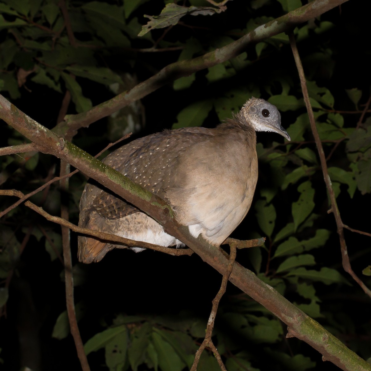 White-throated Tinamou - ML39588201