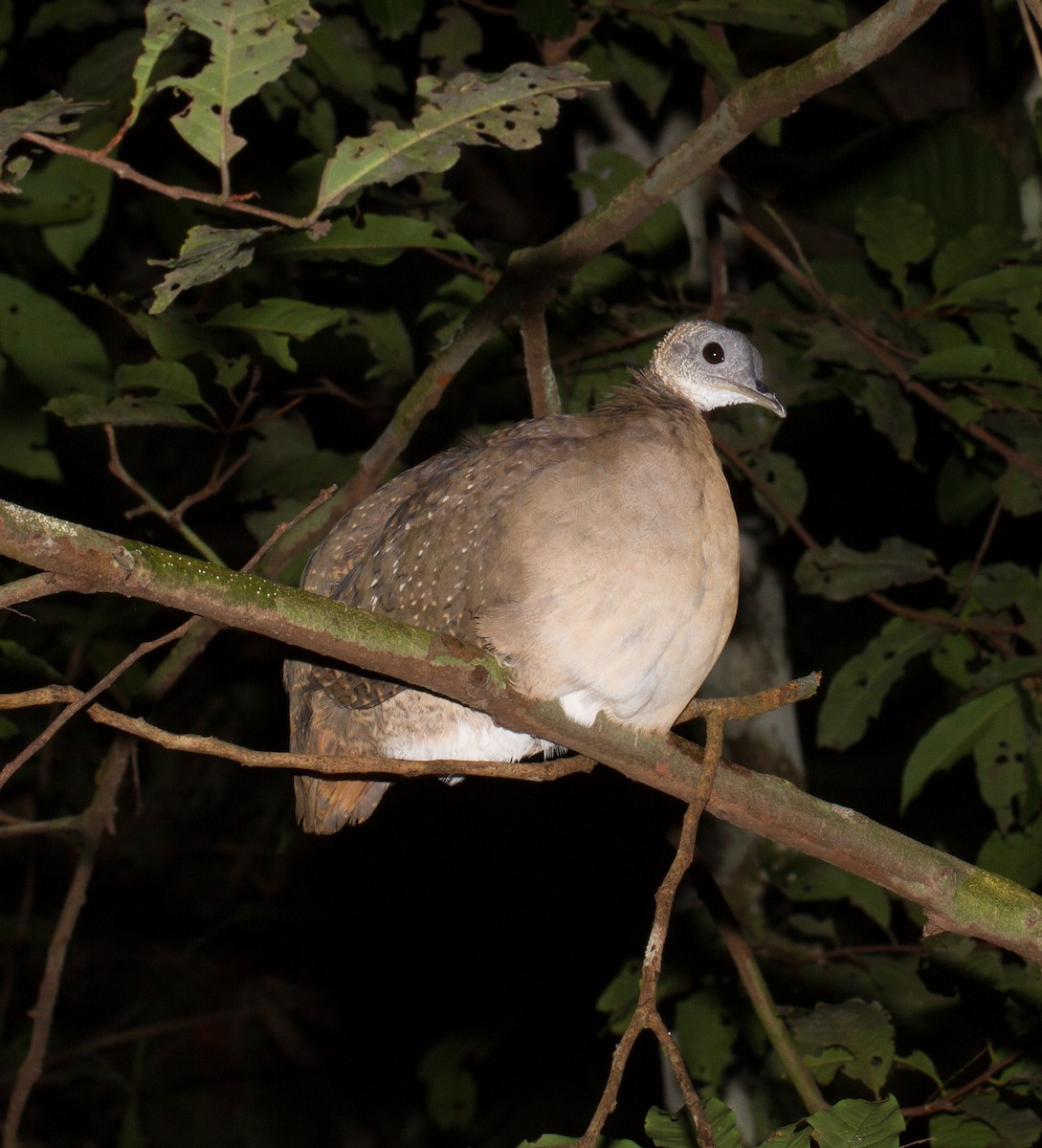 White-throated Tinamou - ML39588211