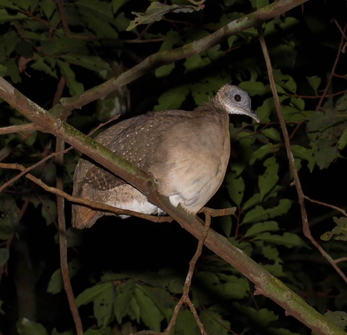 White-throated Tinamou - ML39588221