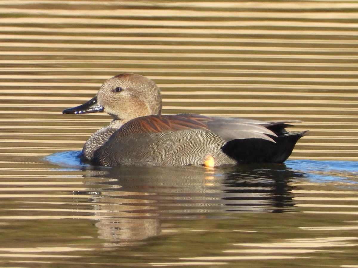 Gadwall - Amy Boggan