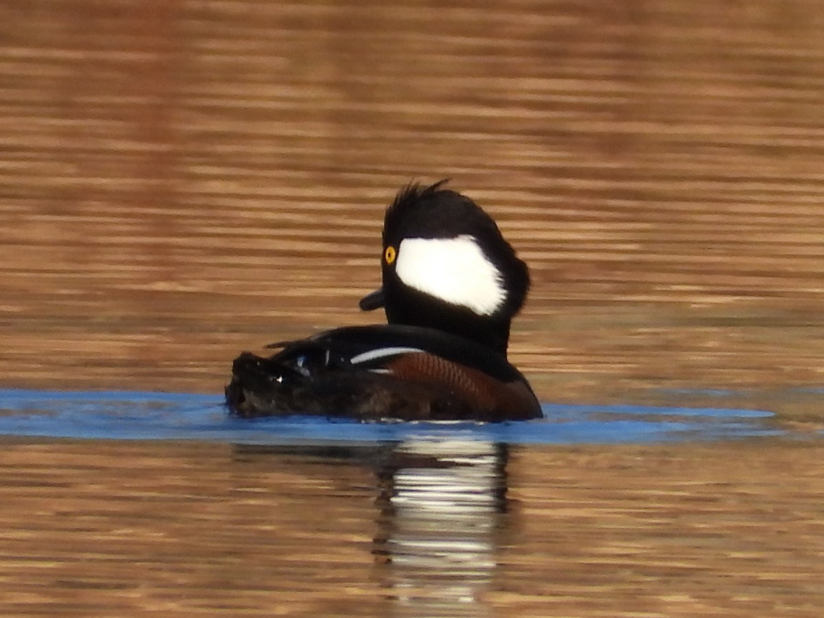 Hooded Merganser - ML395883191