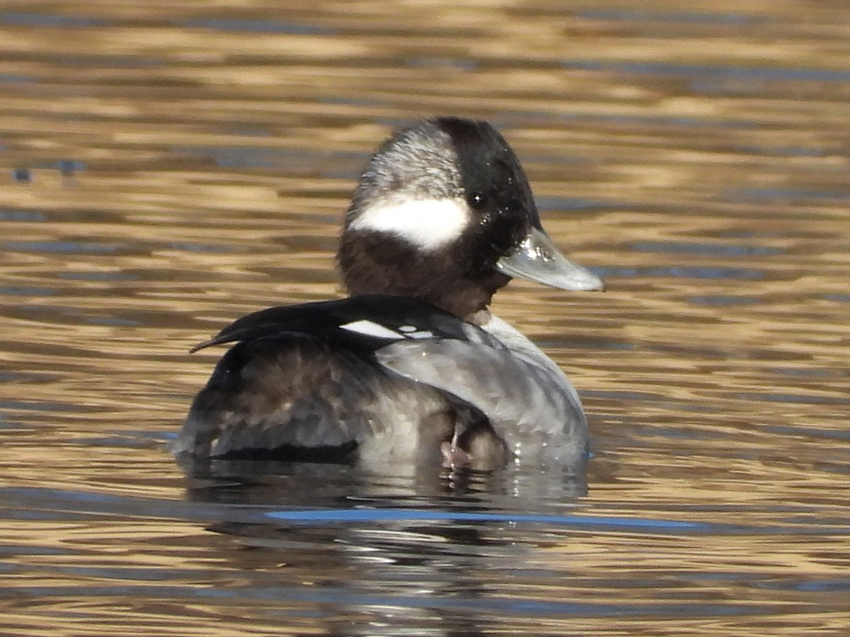 Bufflehead - ML395883251