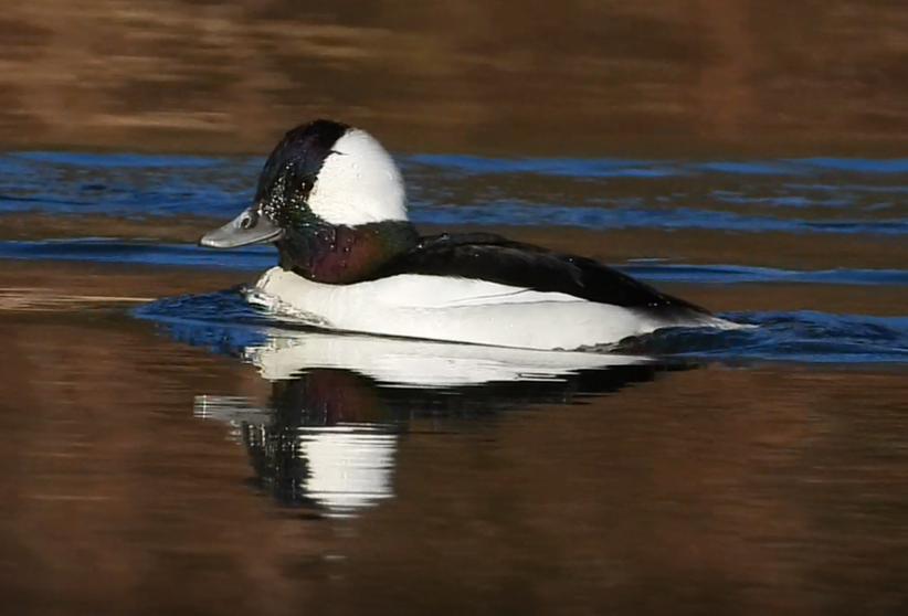 Bufflehead - ML395883621