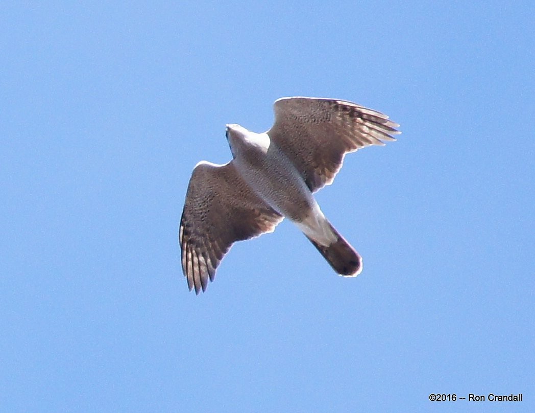 American Goshawk - ML39588431