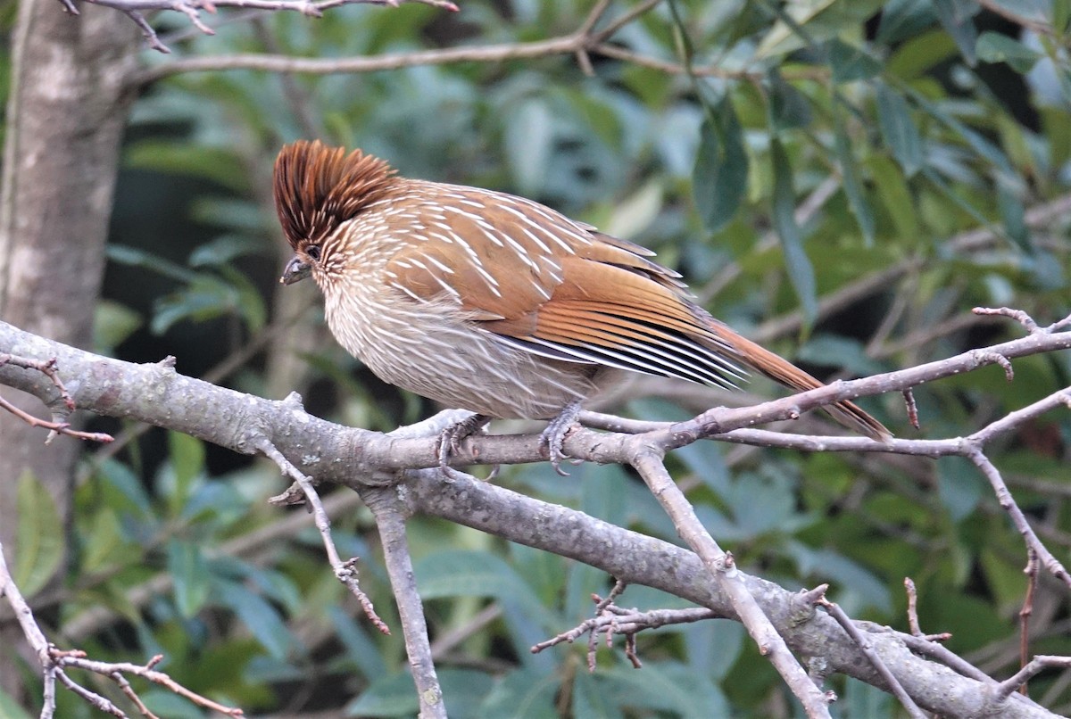 Striated Laughingthrush - ML395885091