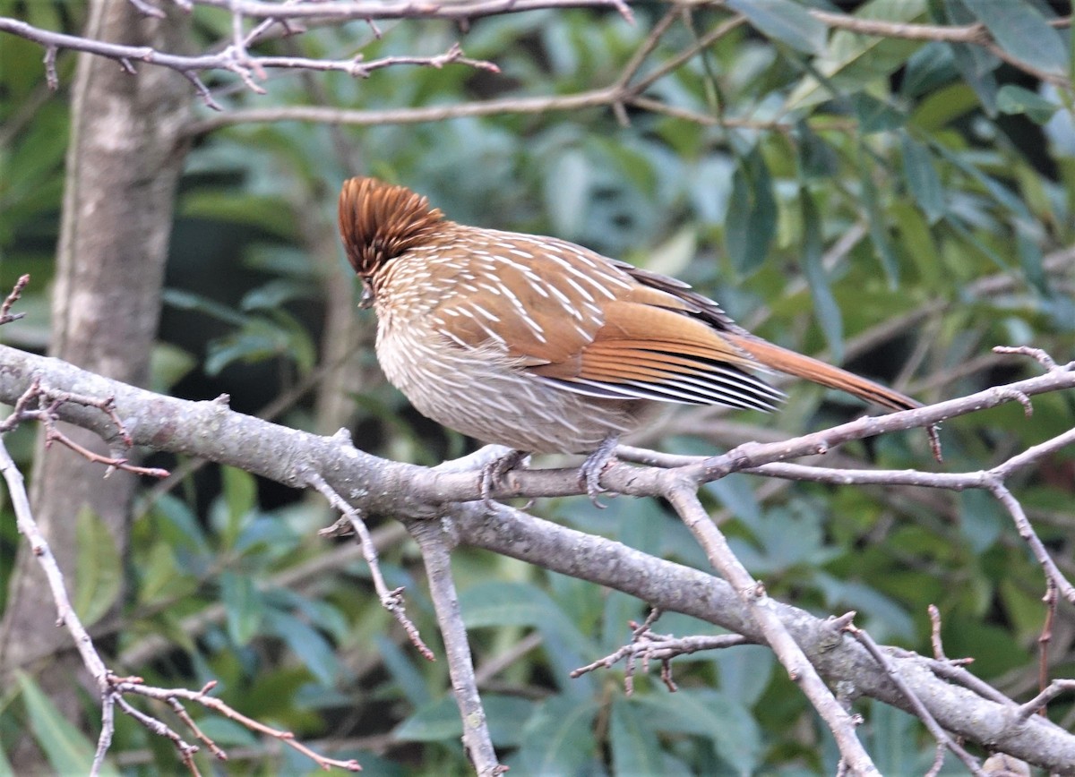 Striated Laughingthrush - ML395885111