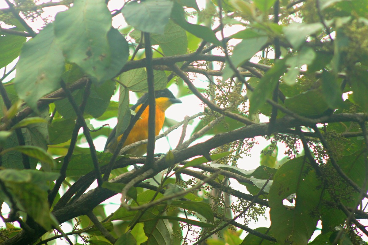 Yellow-breasted Boubou - ML395886691