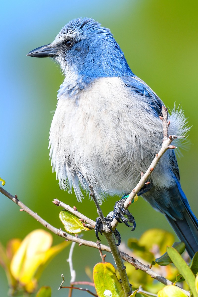 Florida Scrub-Jay - ML395887971