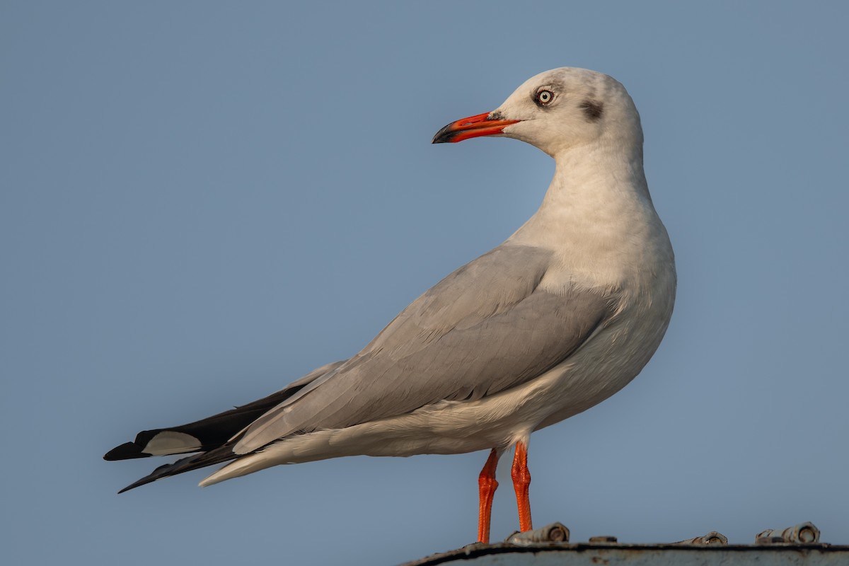 Brown-headed Gull - ML395891821