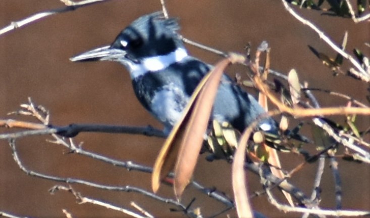 Belted Kingfisher - ML395891831