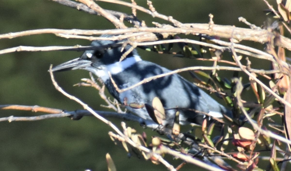 Belted Kingfisher - ML395891841