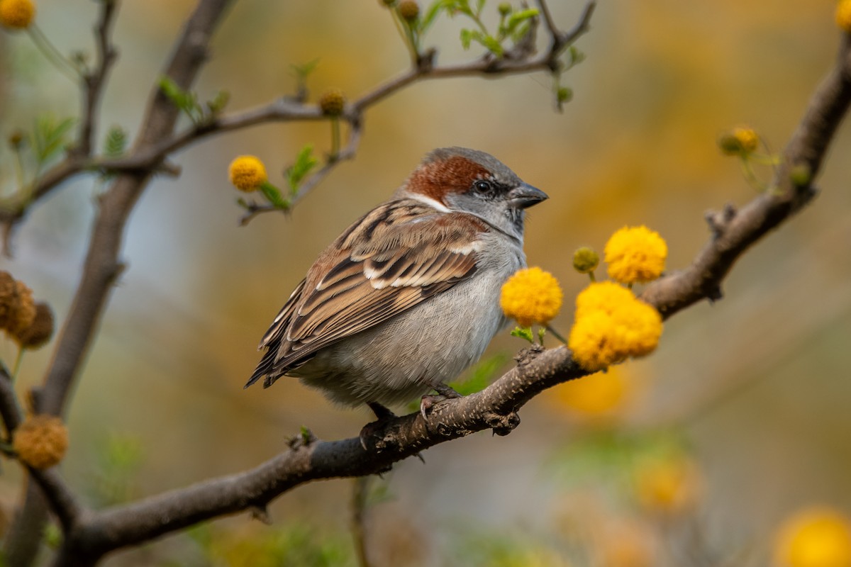 Sind Sparrow - Vivek Saggar