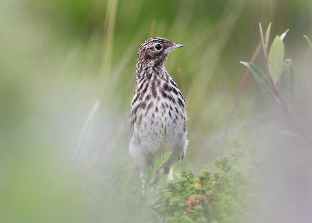 Red-throated Pipit - ML395894121