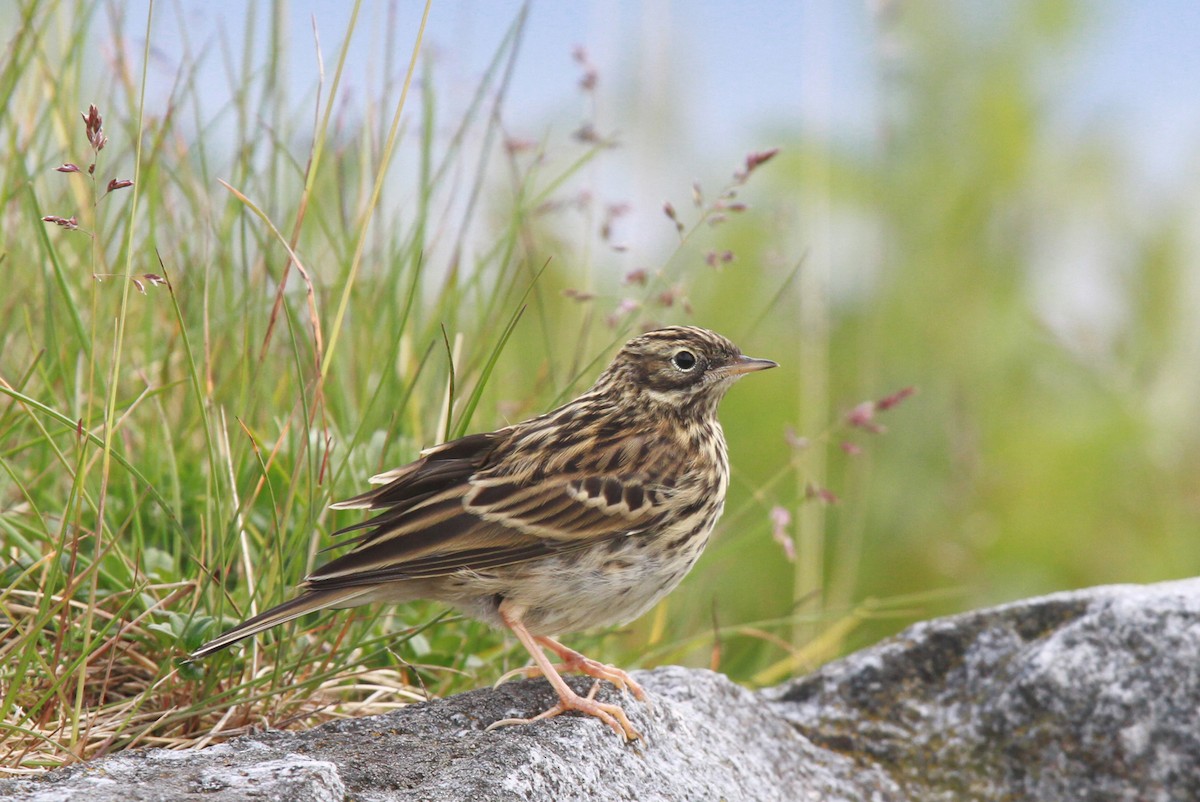 Red-throated Pipit - ML395894141