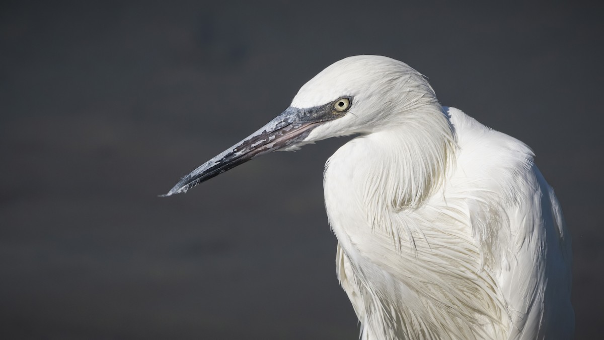 Reddish Egret - ML395895991