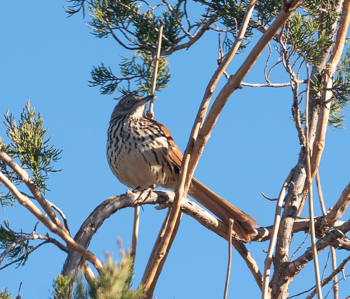 Brown Thrasher - ML395896091