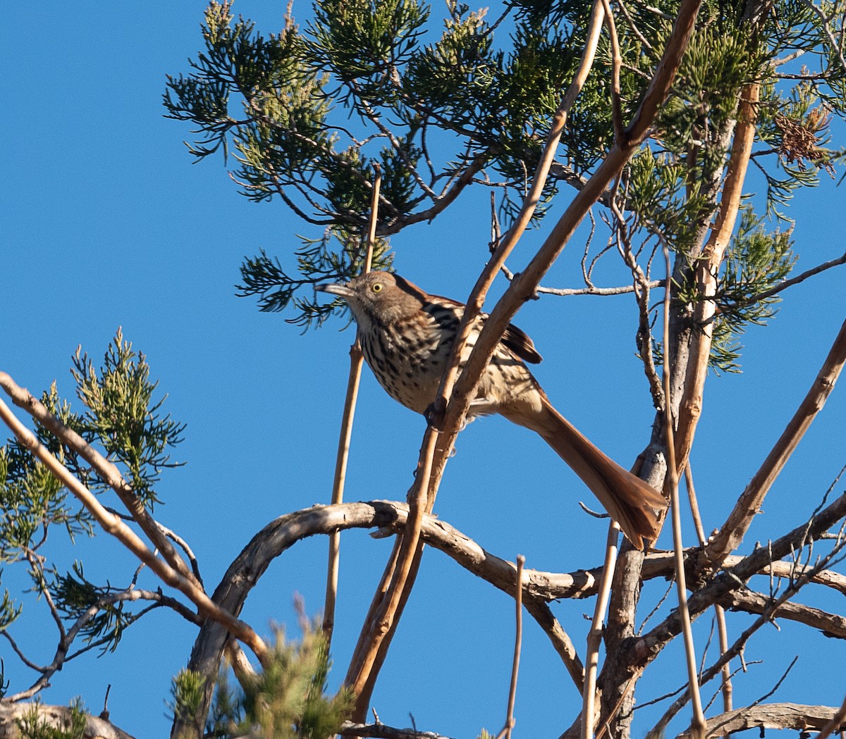 Brown Thrasher - ML395896101