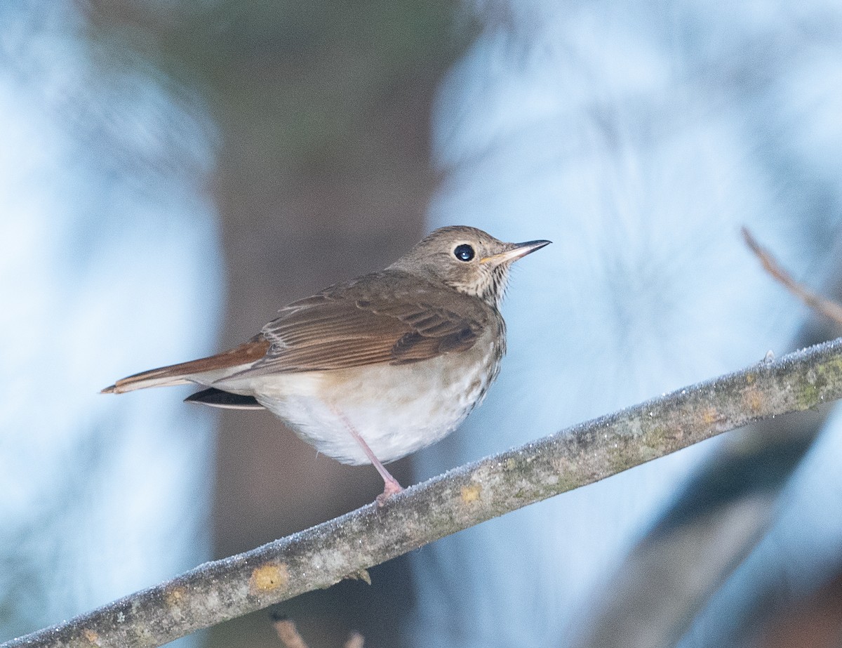 Hermit Thrush - ML395896211