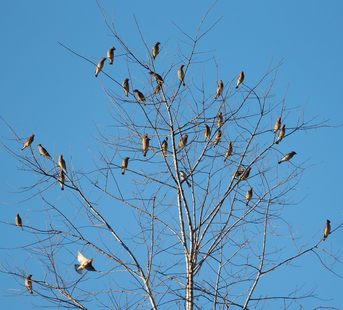 Cedar Waxwing - ML395896291
