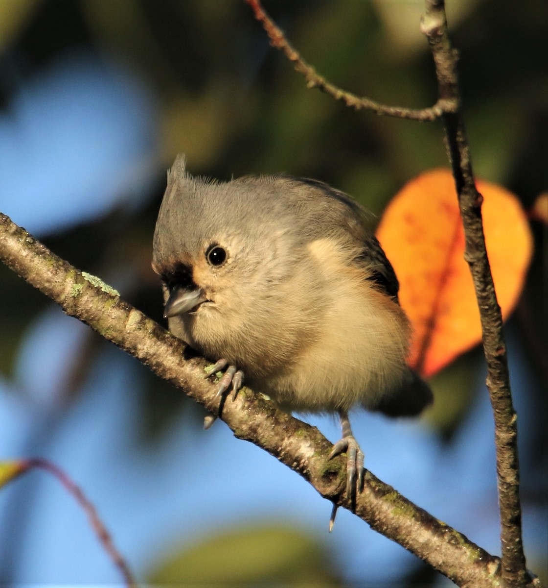 Tufted Titmouse - ML395896851