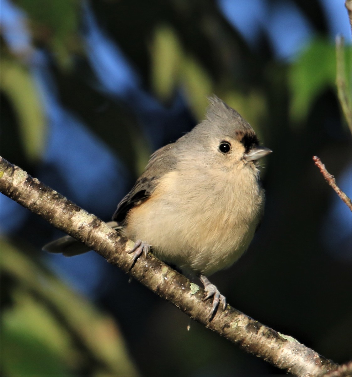 Tufted Titmouse - ML395896861