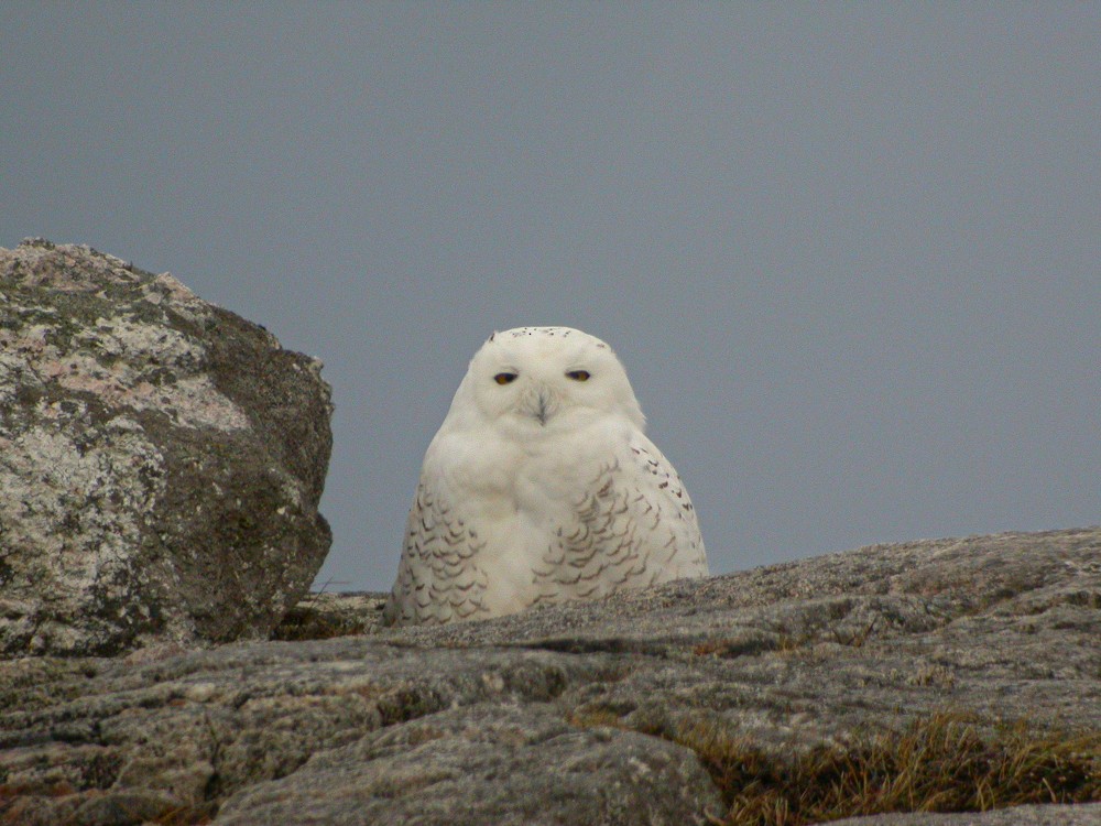 Snowy Owl - Tristan ap Rheinallt