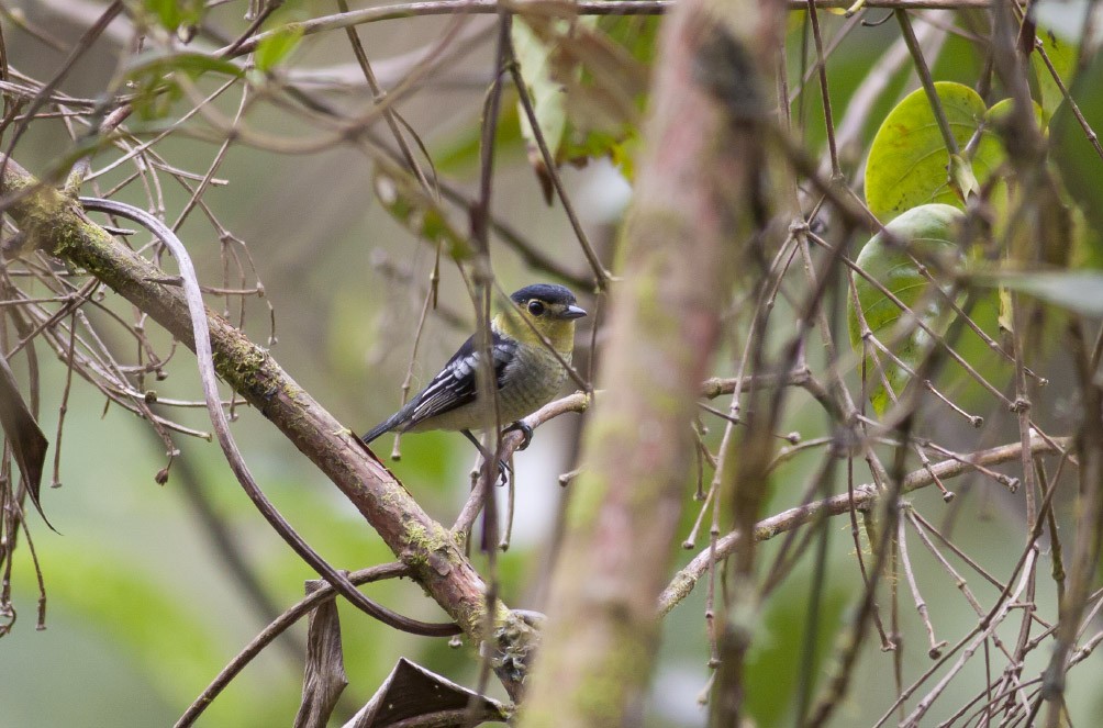 Barred Becard - ML39589891