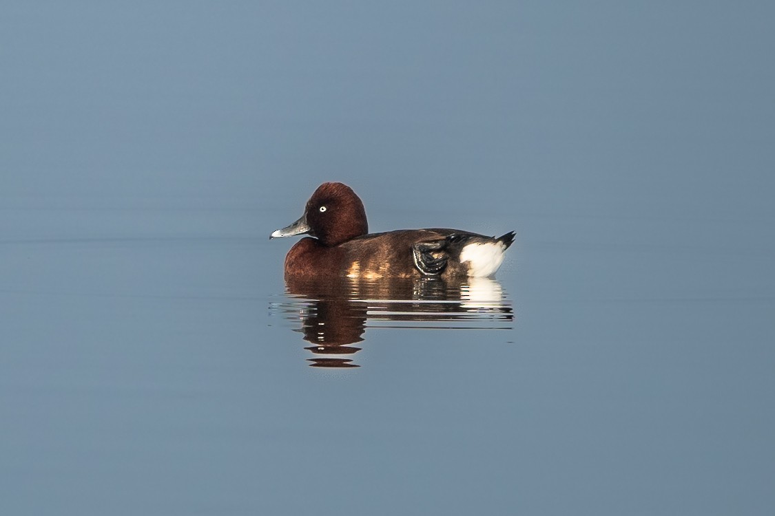 Ferruginous Duck - ML395898961