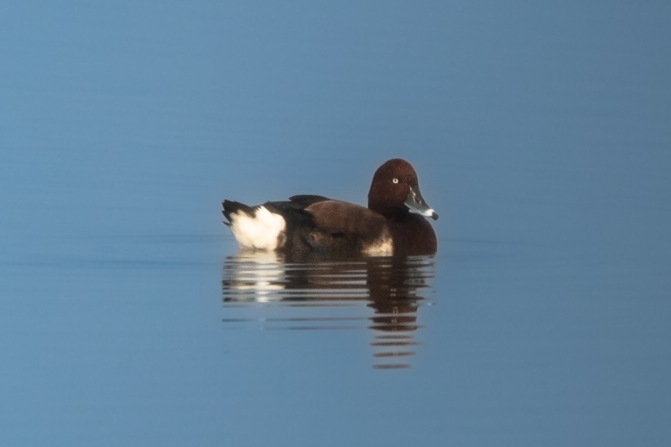 Ferruginous Duck - ML395898971